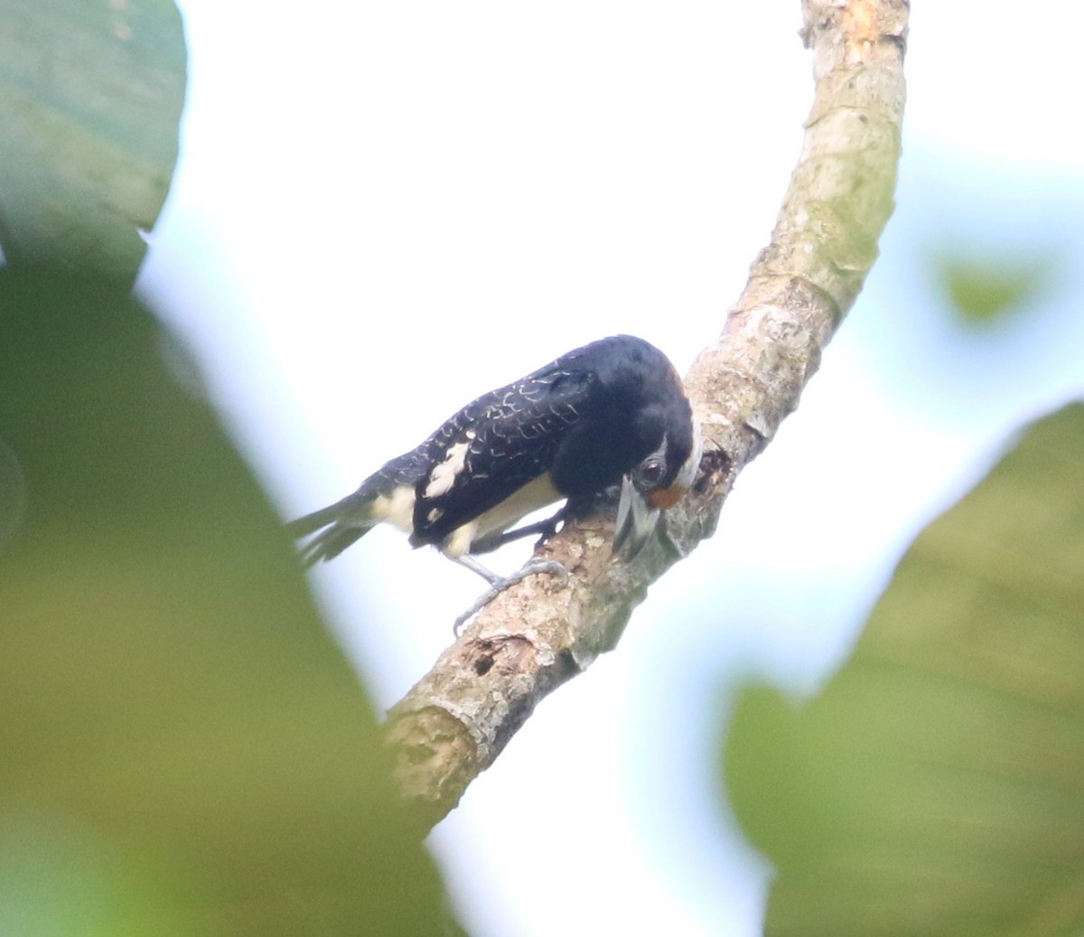 Orange-fronted Barbet - ML637171341