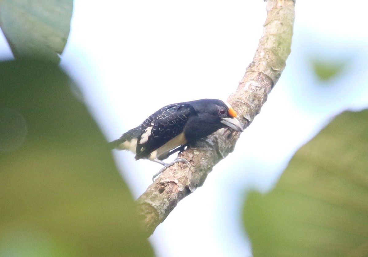 Orange-fronted Barbet - ML637171342