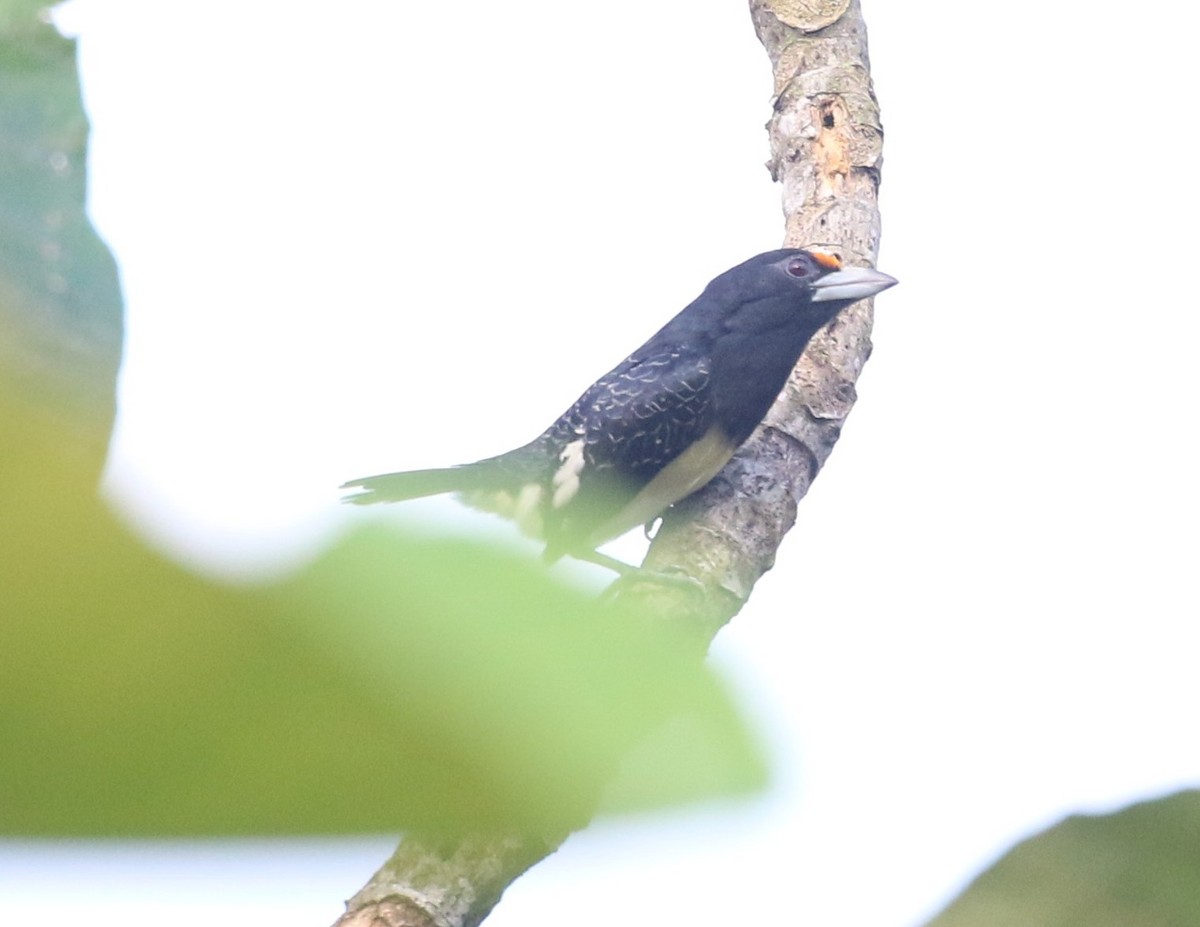 Orange-fronted Barbet - ML637171345