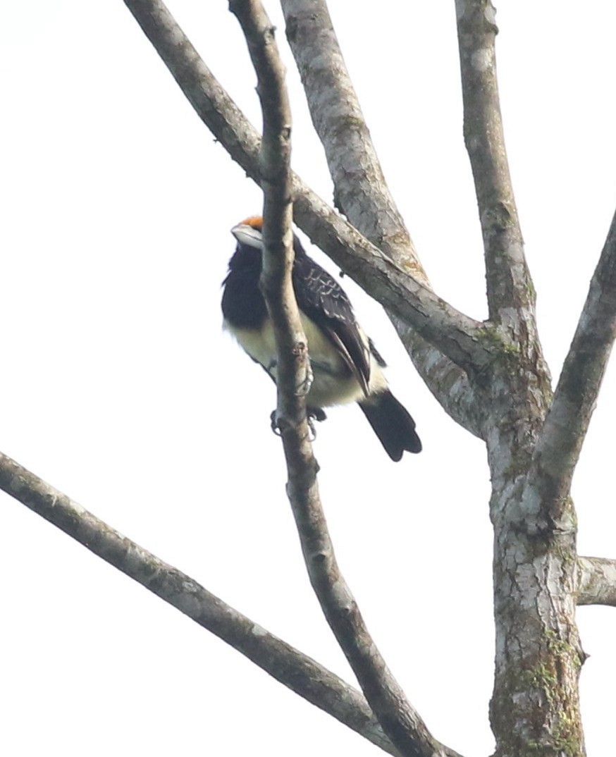 Orange-fronted Barbet - ML637171363