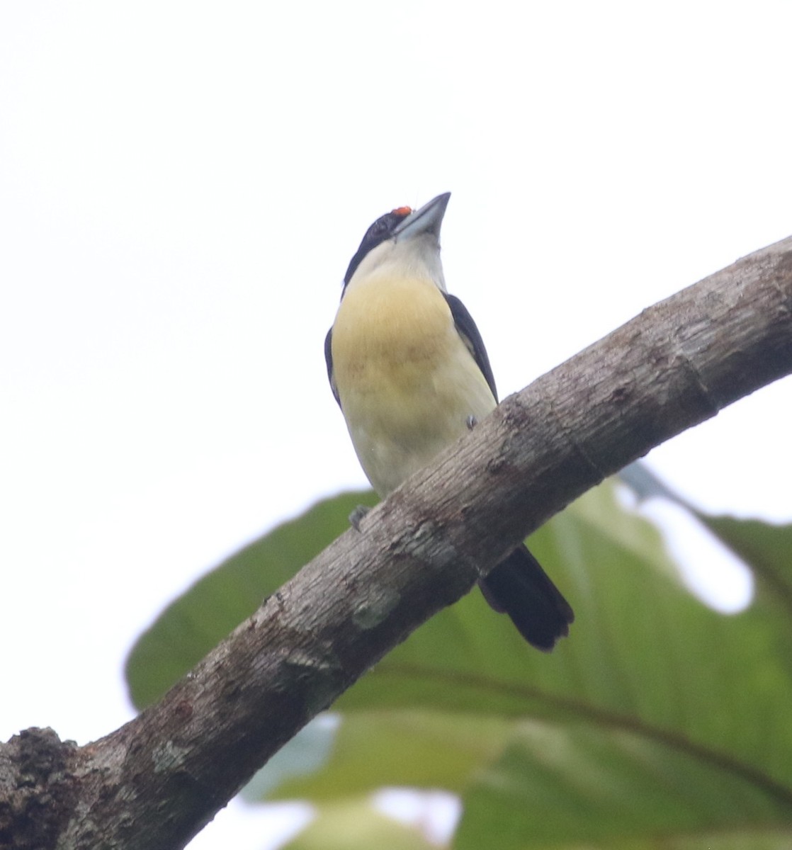 Orange-fronted Barbet - ML637171370