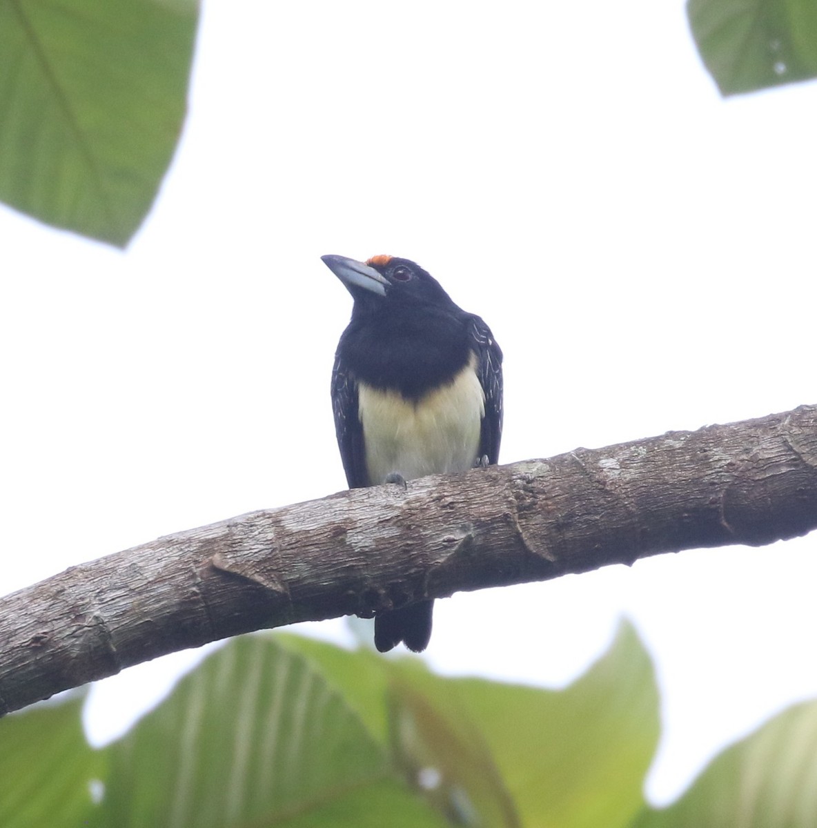 Orange-fronted Barbet - ML637171377
