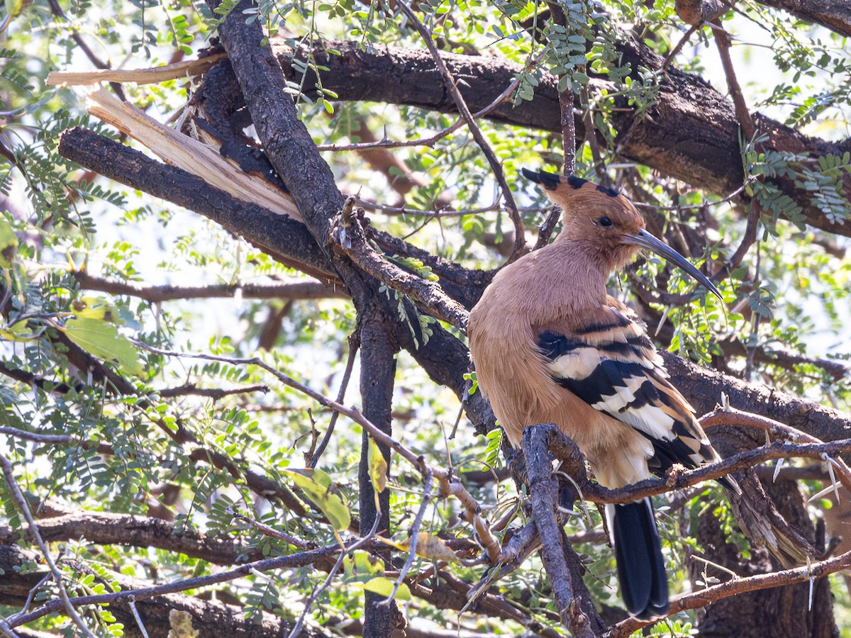 Eurasian Hoopoe (African) - ML637171384