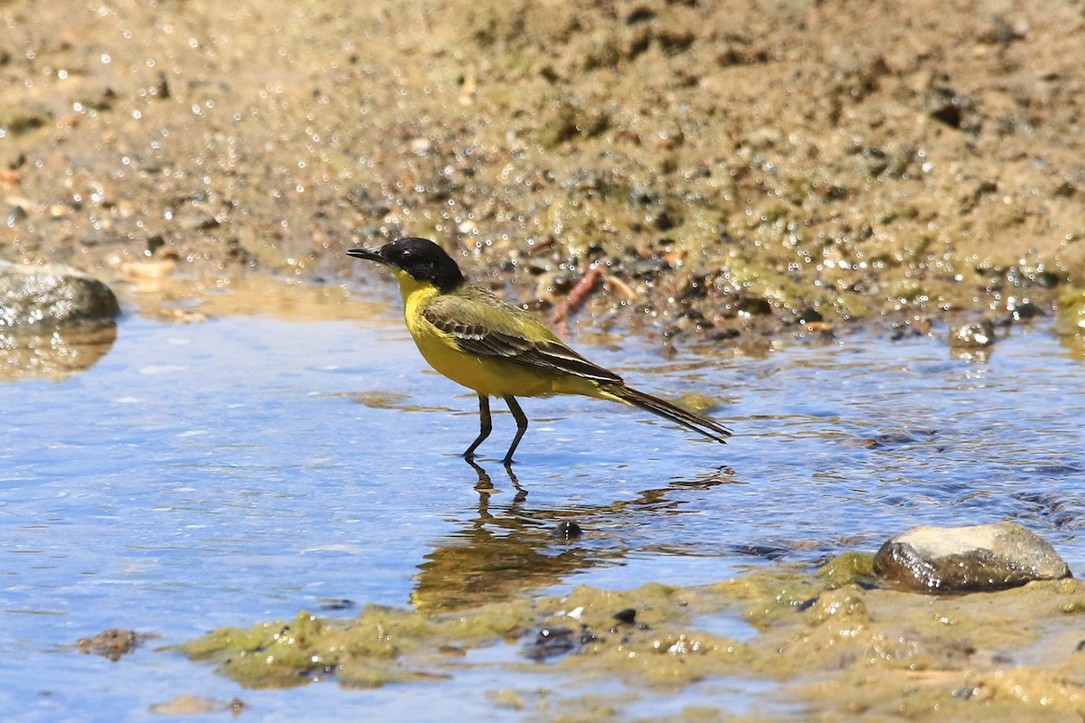 Western Yellow Wagtail (feldegg) - ML637171447