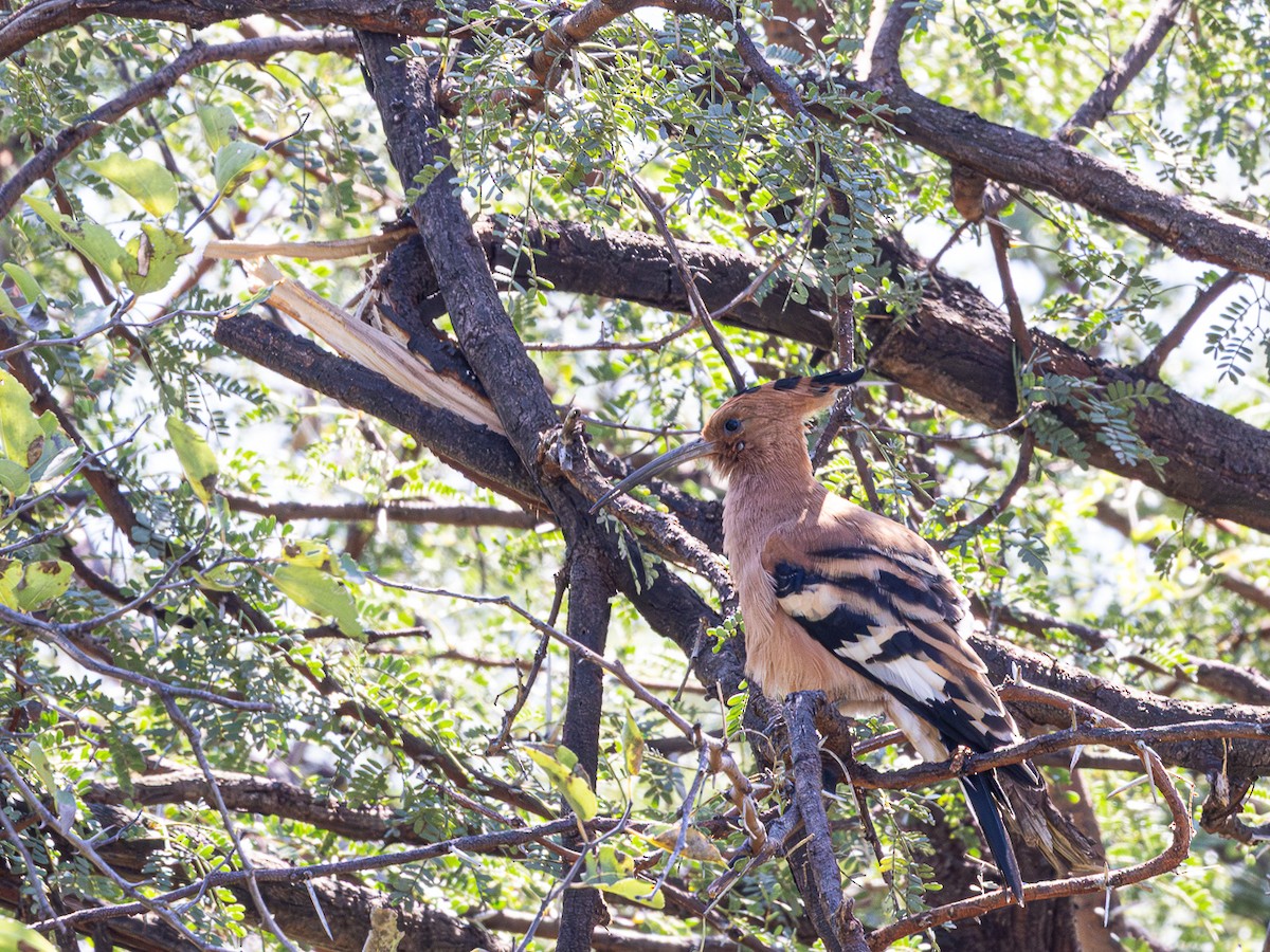 Eurasian Hoopoe (African) - ML637171463