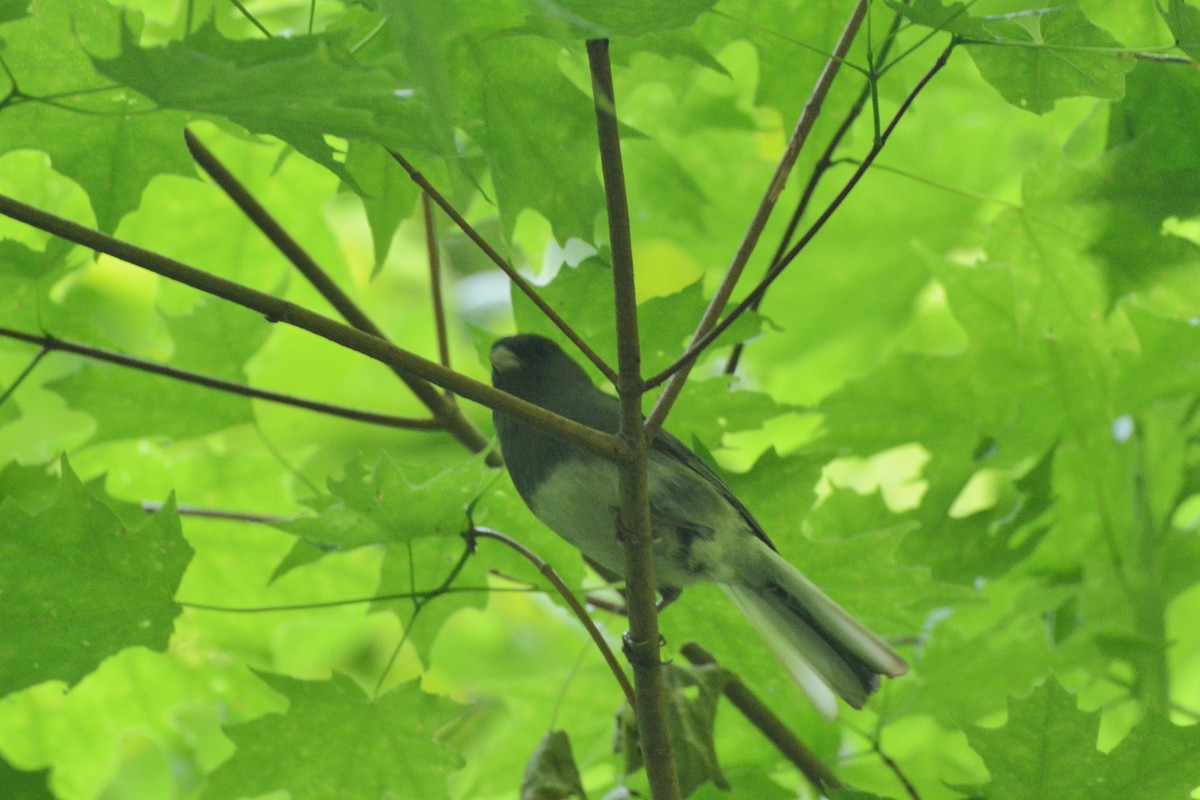 Dark-eyed Junco - ML637171583