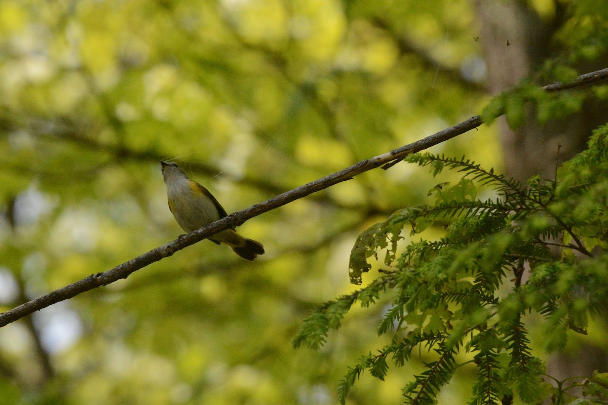 American Redstart - ML637171606