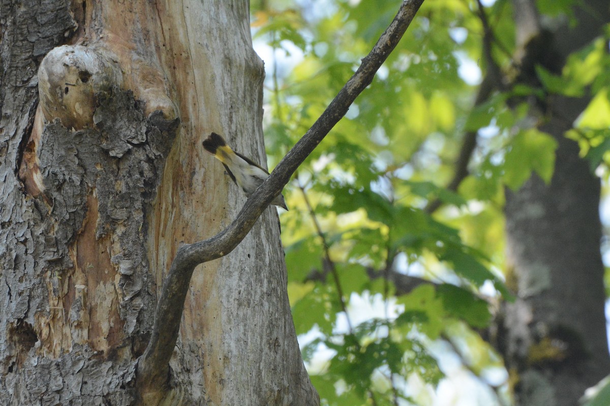 American Redstart - ML637171608