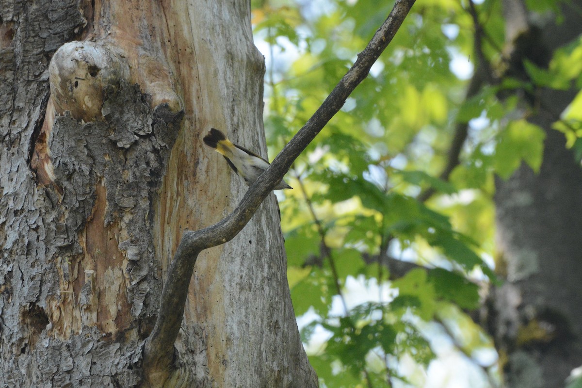 American Redstart - ML637171609