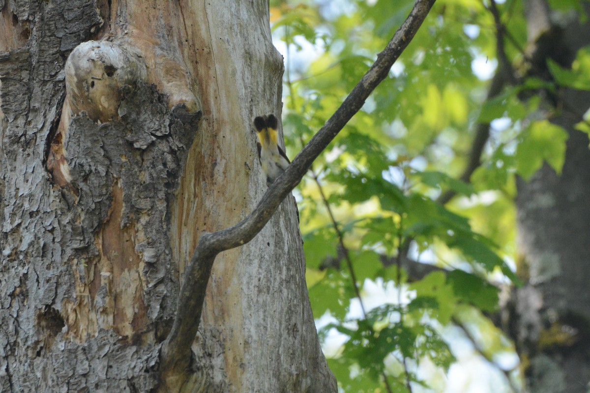 American Redstart - ML637171610