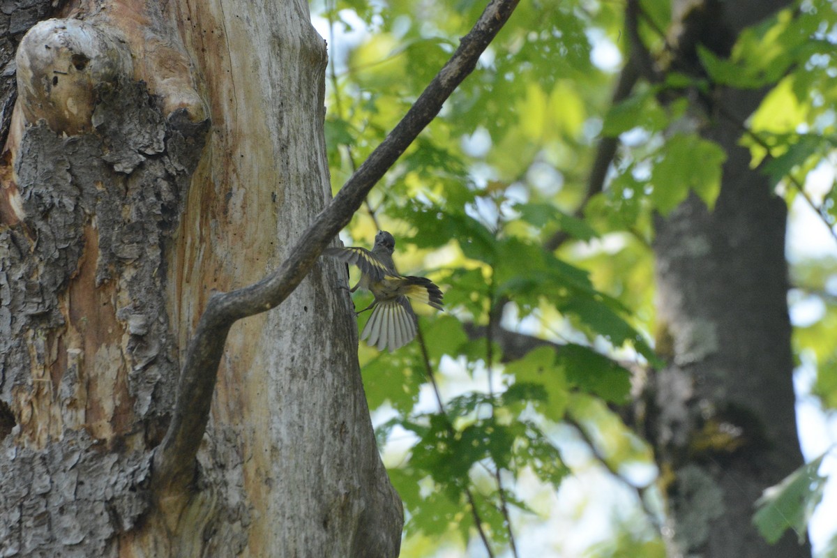 American Redstart - ML637171611