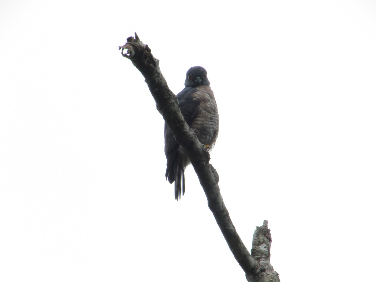 Double-toothed Kite - ML637171804