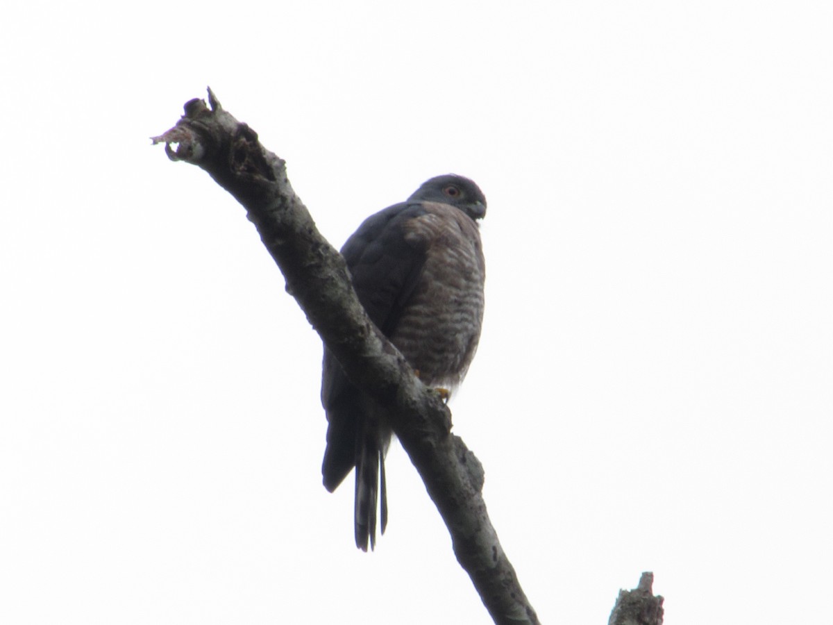 Double-toothed Kite - ML637171805