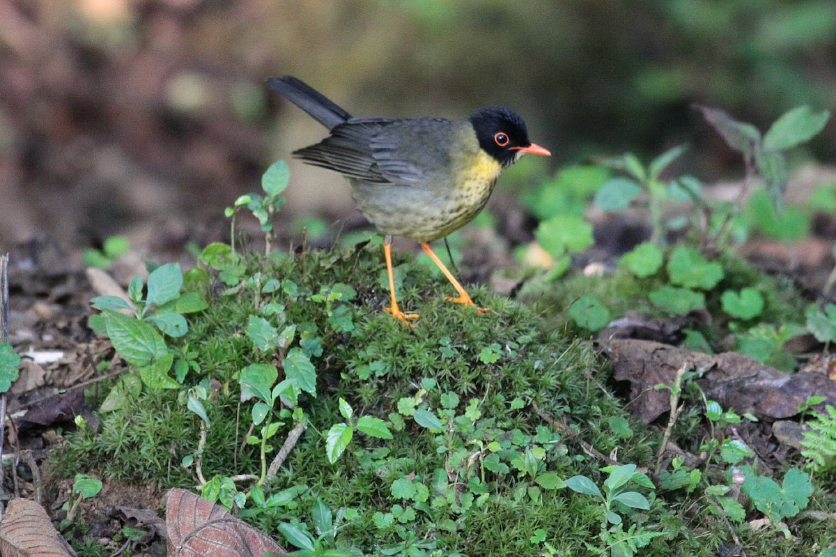 Yellow-throated Nightingale-Thrush - ML63717181