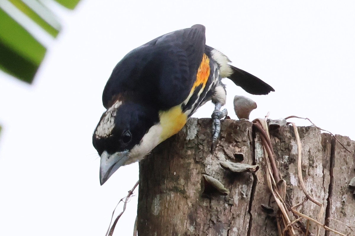 Spot-crowned Barbet - ML637171856