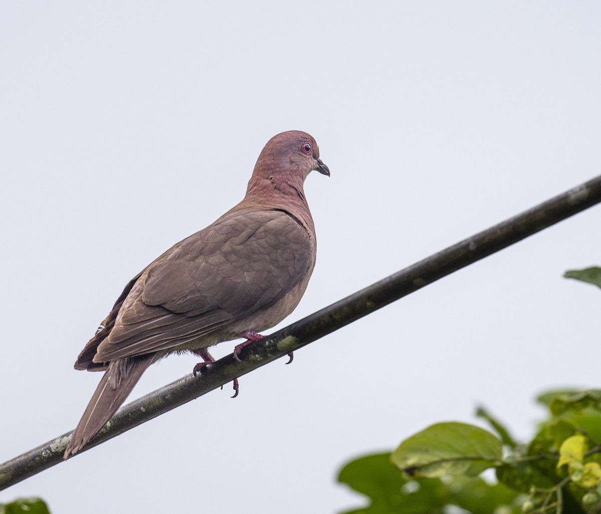 Short-billed Pigeon - ML637171998