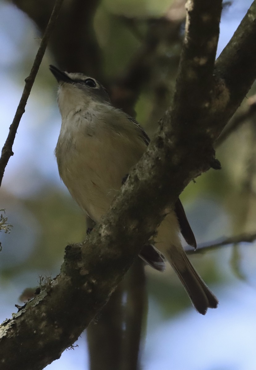 vireo sp. - ML637172101