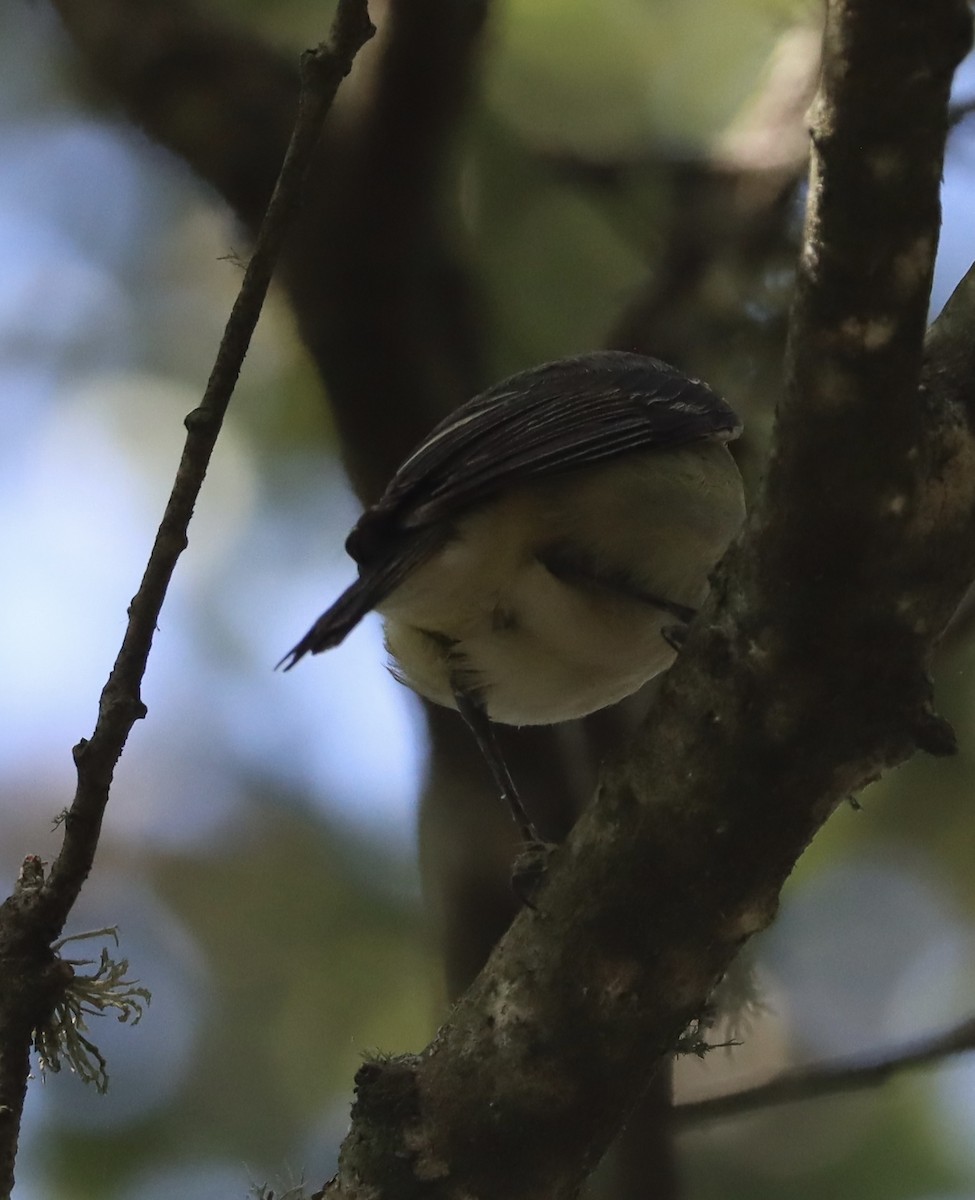vireo sp. - ML637172102