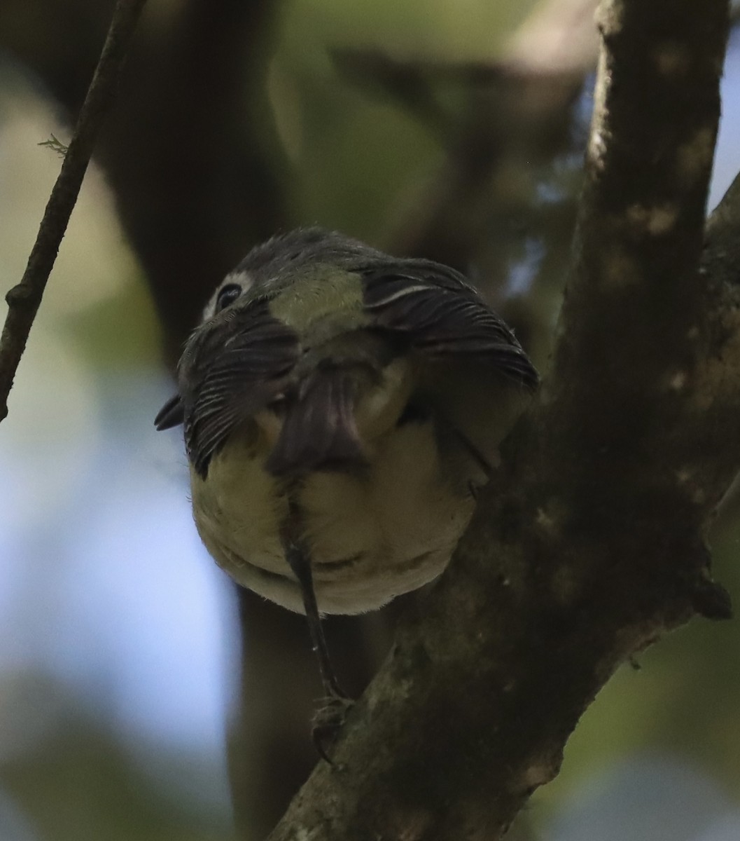 vireo sp. - ML637172103