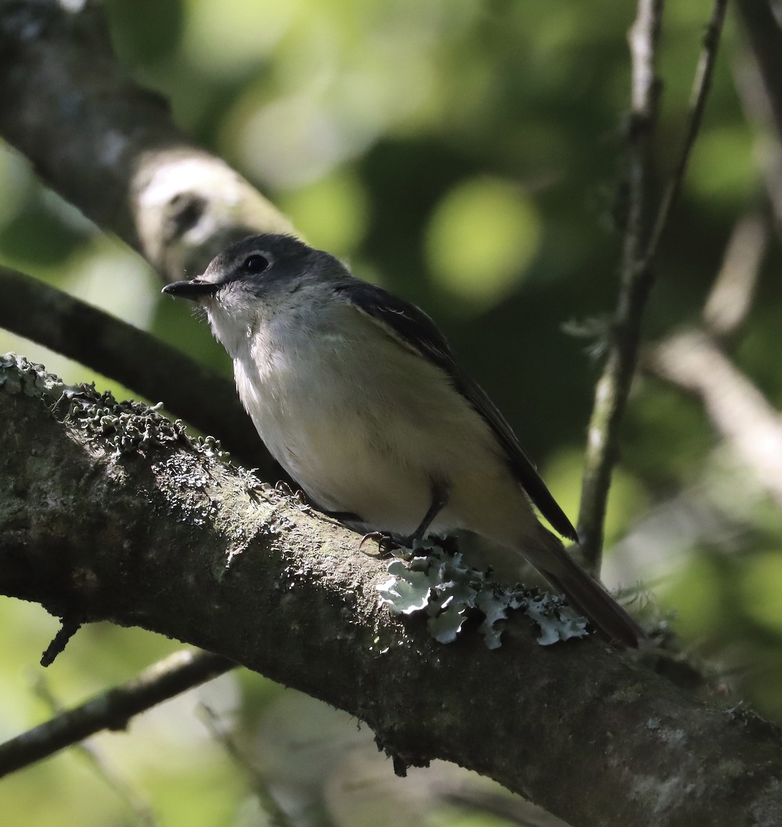 vireo sp. - ML637172104