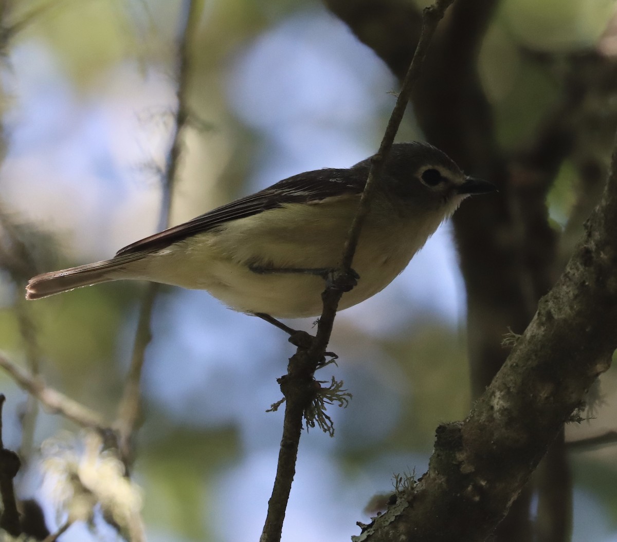 vireo sp. - ML637172105