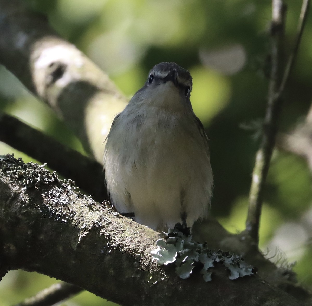 vireo sp. - ML637172106