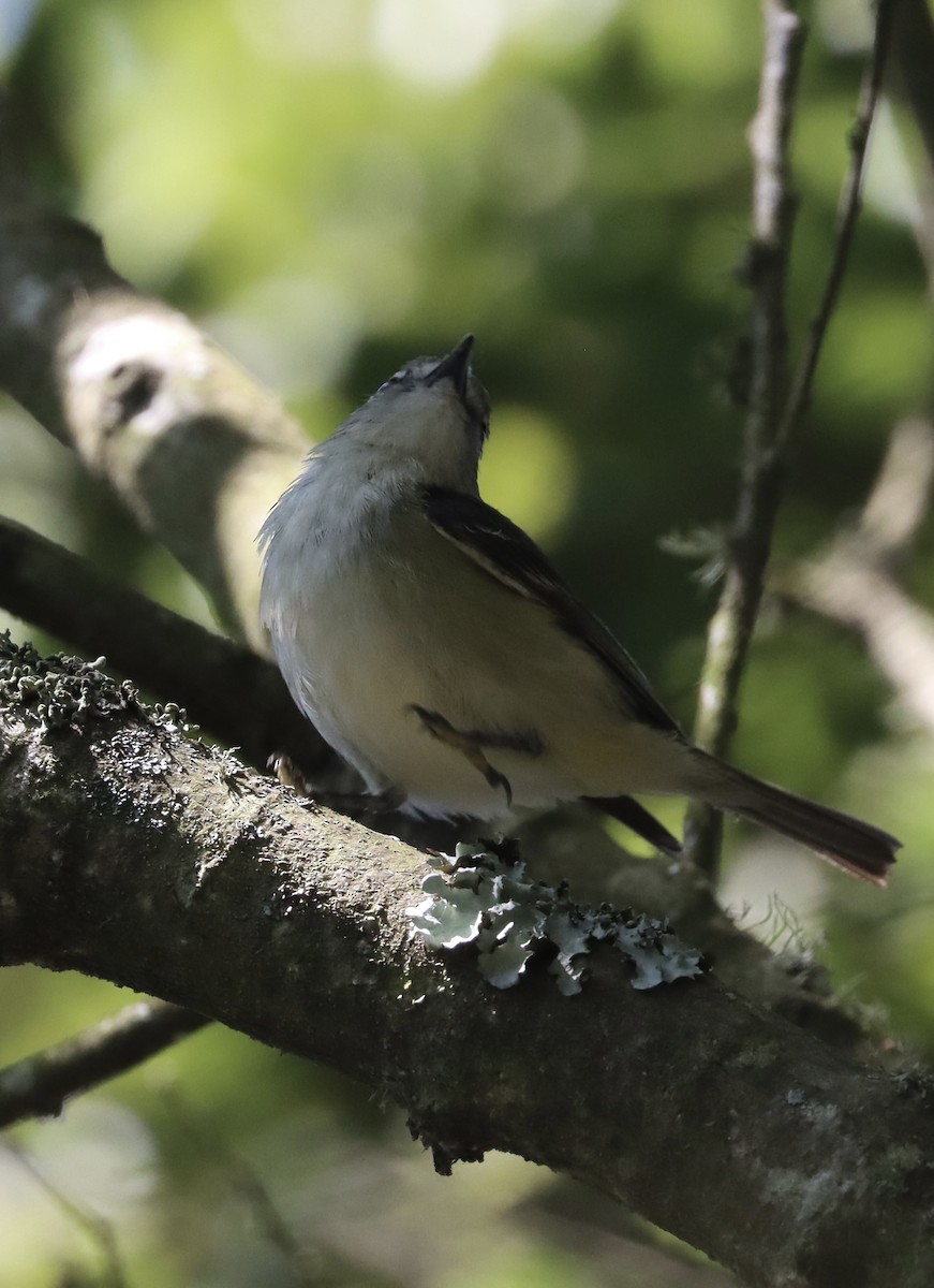 vireo sp. - ML637172107