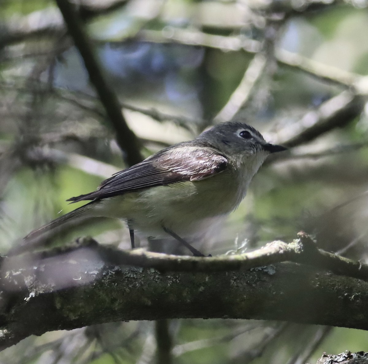 vireo sp. - ML637172108