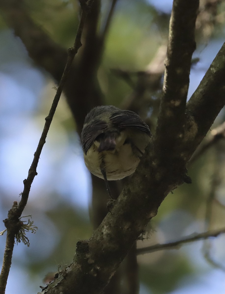 vireo sp. - ML637172109
