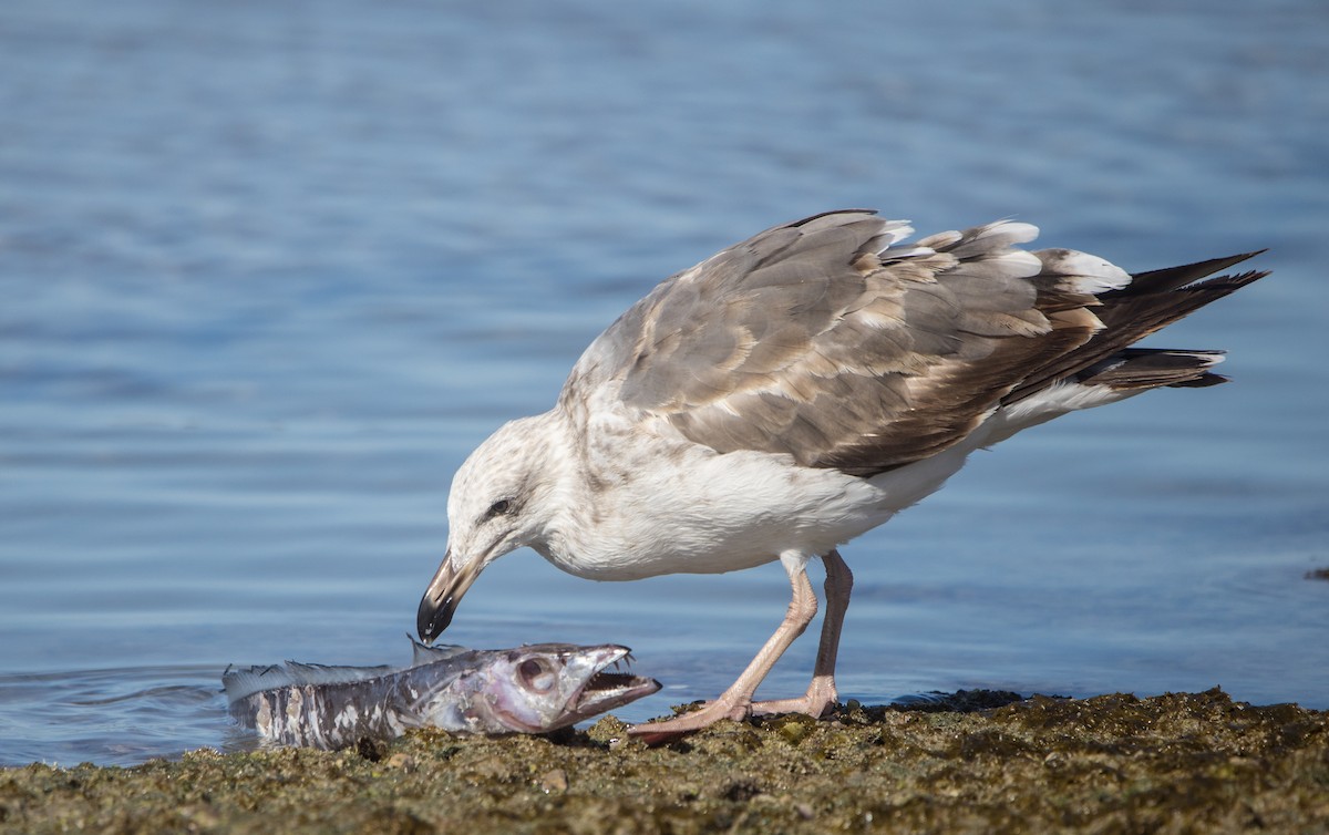 Yellow-footed Gull - ML637172114