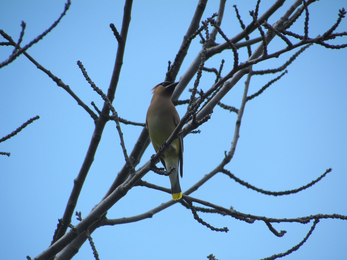 Cedar Waxwing - ML637172181