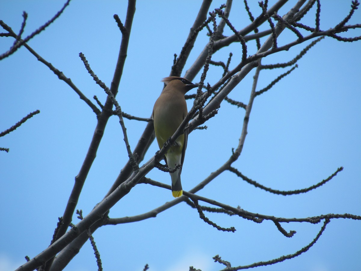 Cedar Waxwing - ML637172182