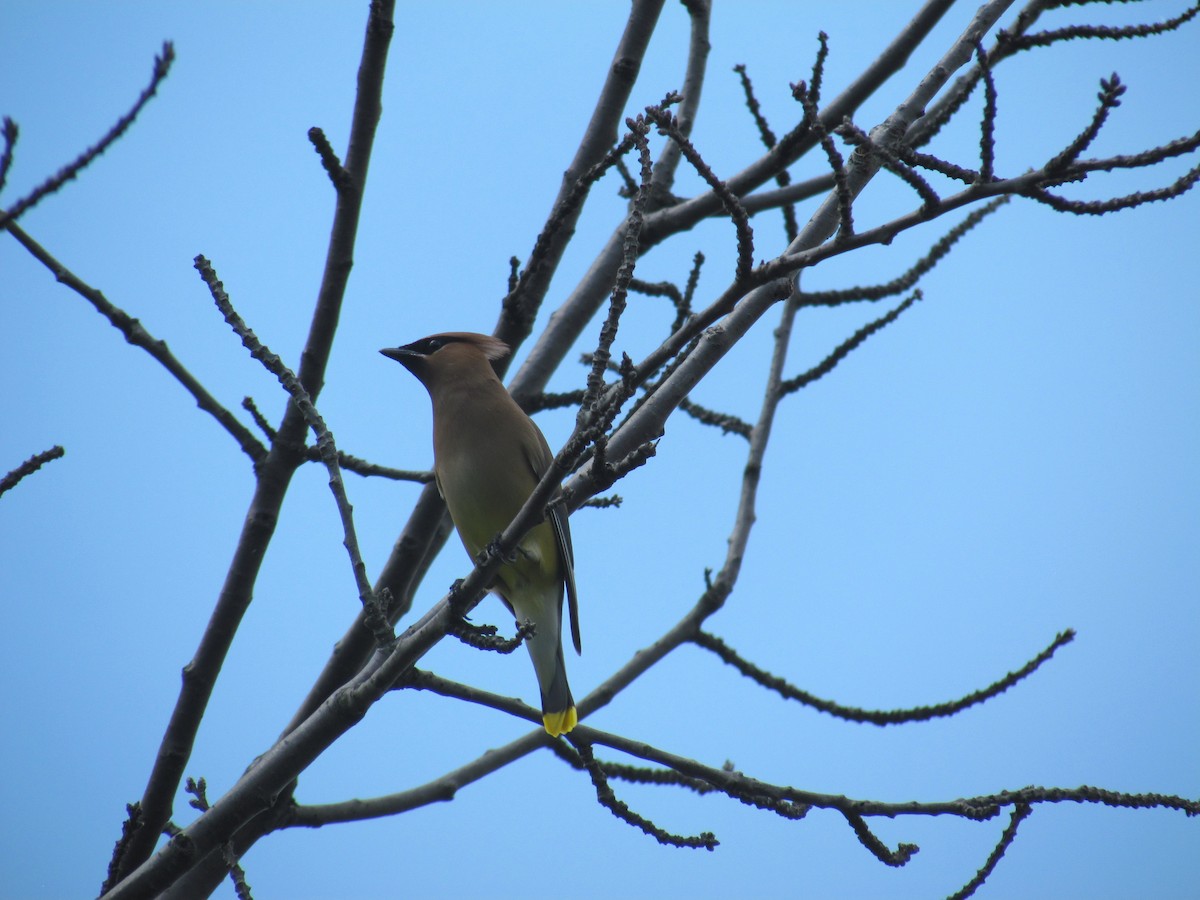 Cedar Waxwing - ML637172183