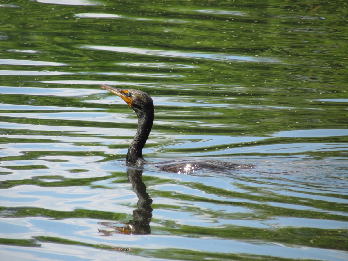 Double-crested Cormorant - ML637172187
