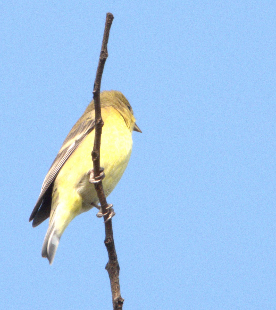 tanager sp. (Piranga sp.) - ML637172329