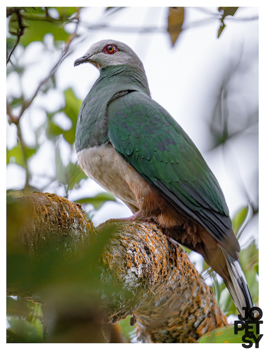 Pink-bellied Imperial-Pigeon - ML637172364