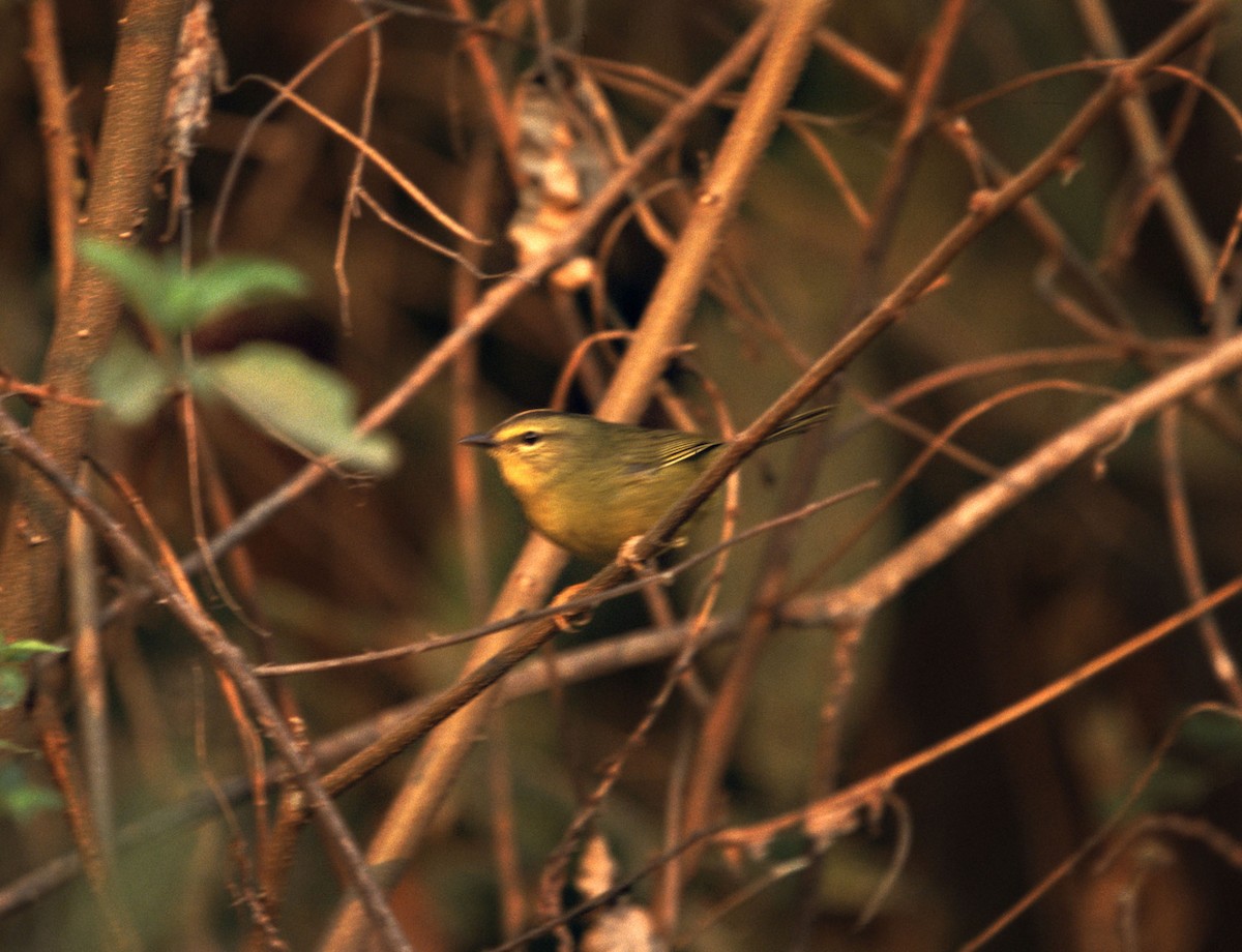 Two-banded Warbler - ML637172401