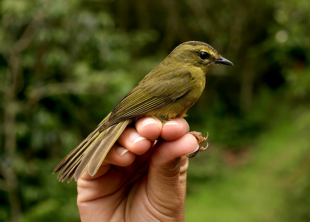 Two-banded Warbler - ML637172472