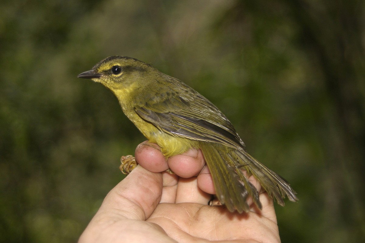 Two-banded Warbler (Two-banded) - ML637172534