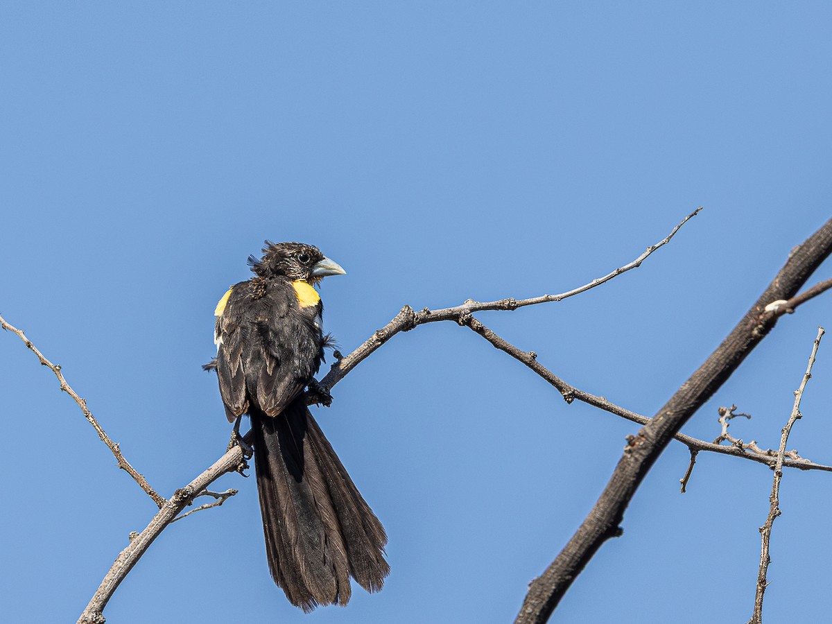 White-winged Widowbird - ML637172605