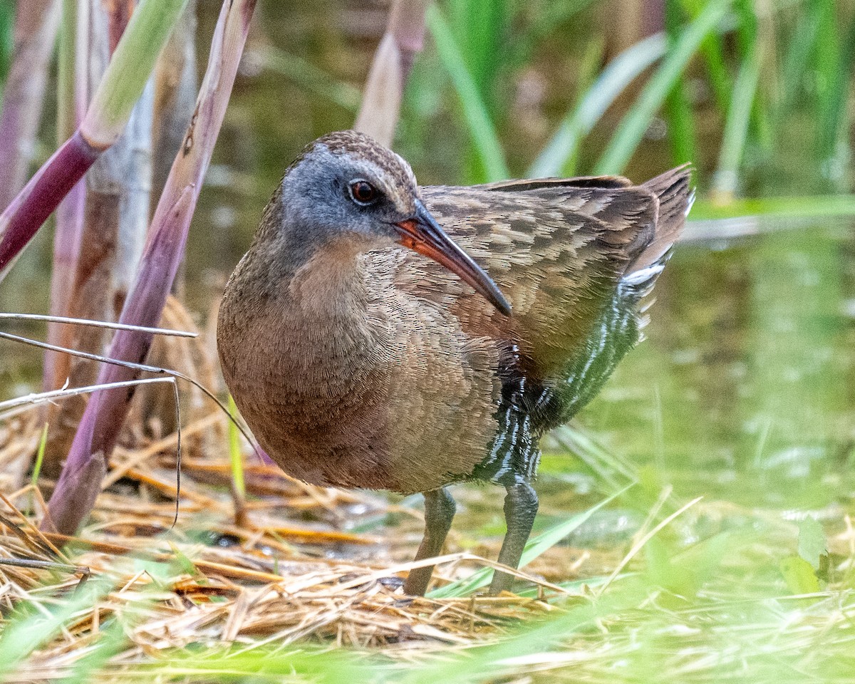 Virginia Rail - ML637172681