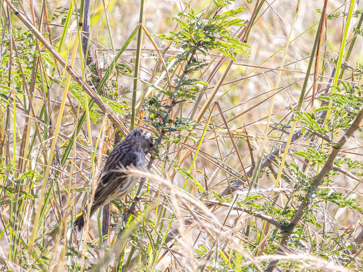Black-throated Canary - ML637172718