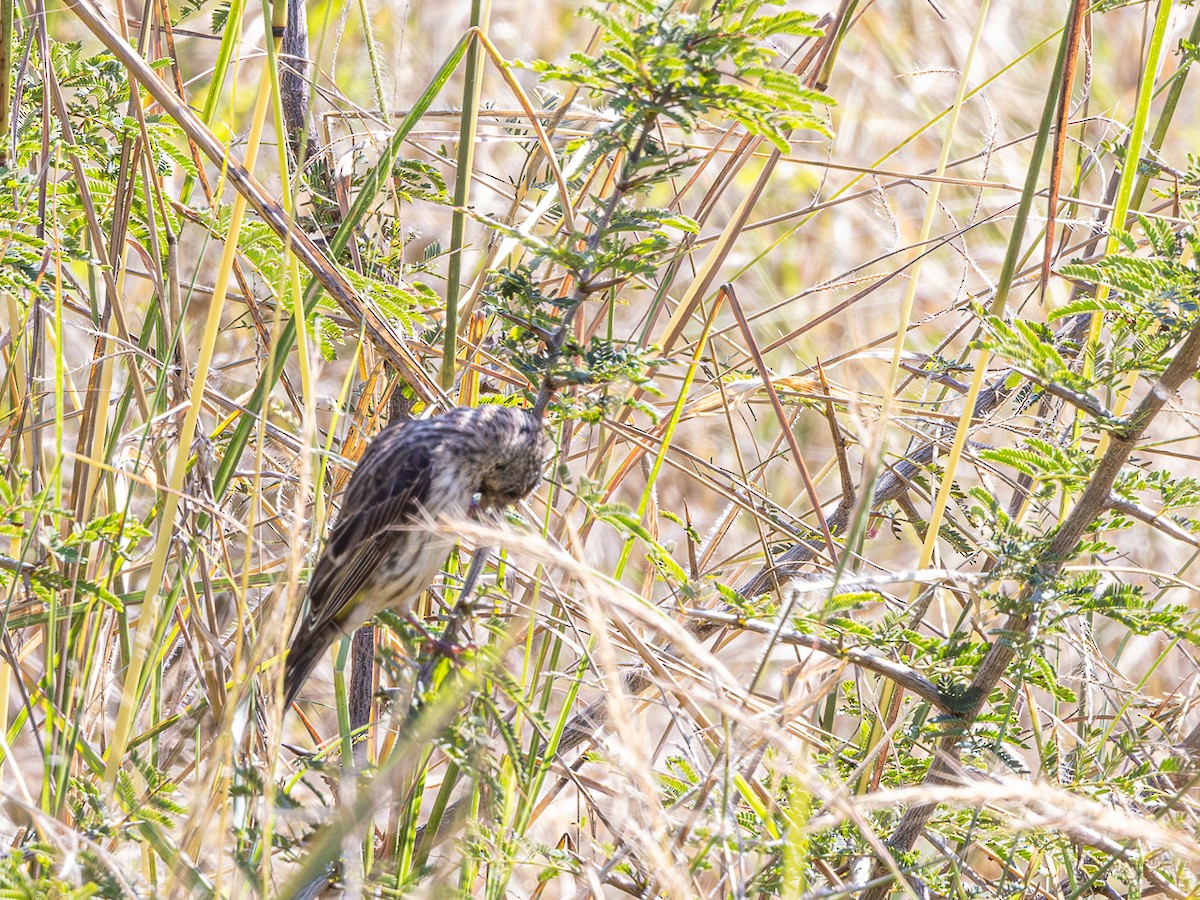Black-throated Canary - ML637172719