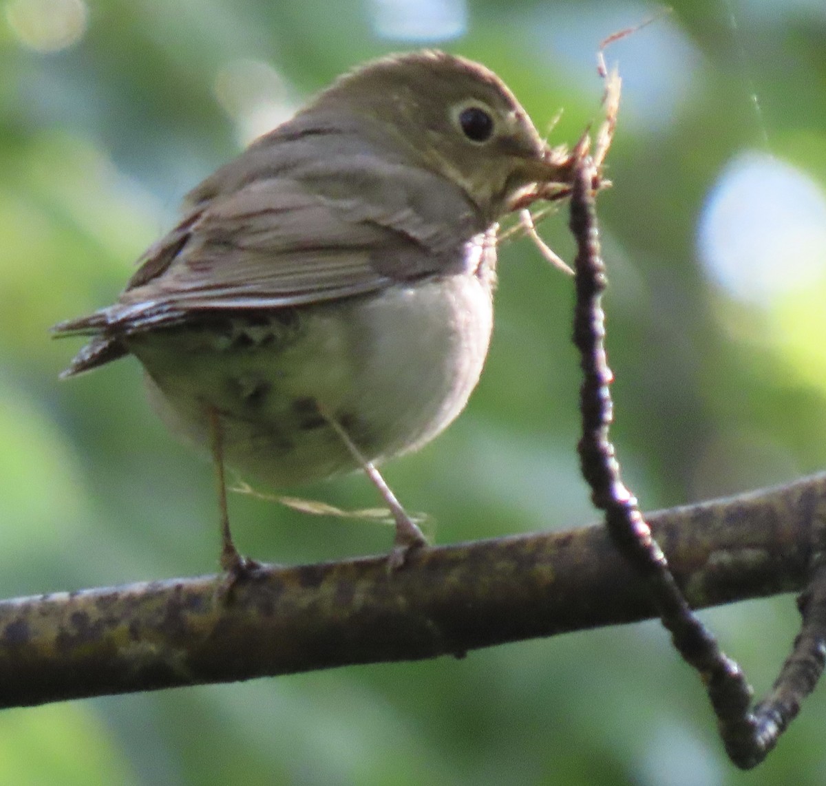 Swainson's Thrush - ML637172737