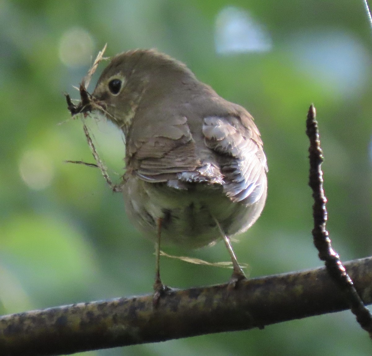 Swainson's Thrush - ML637172760