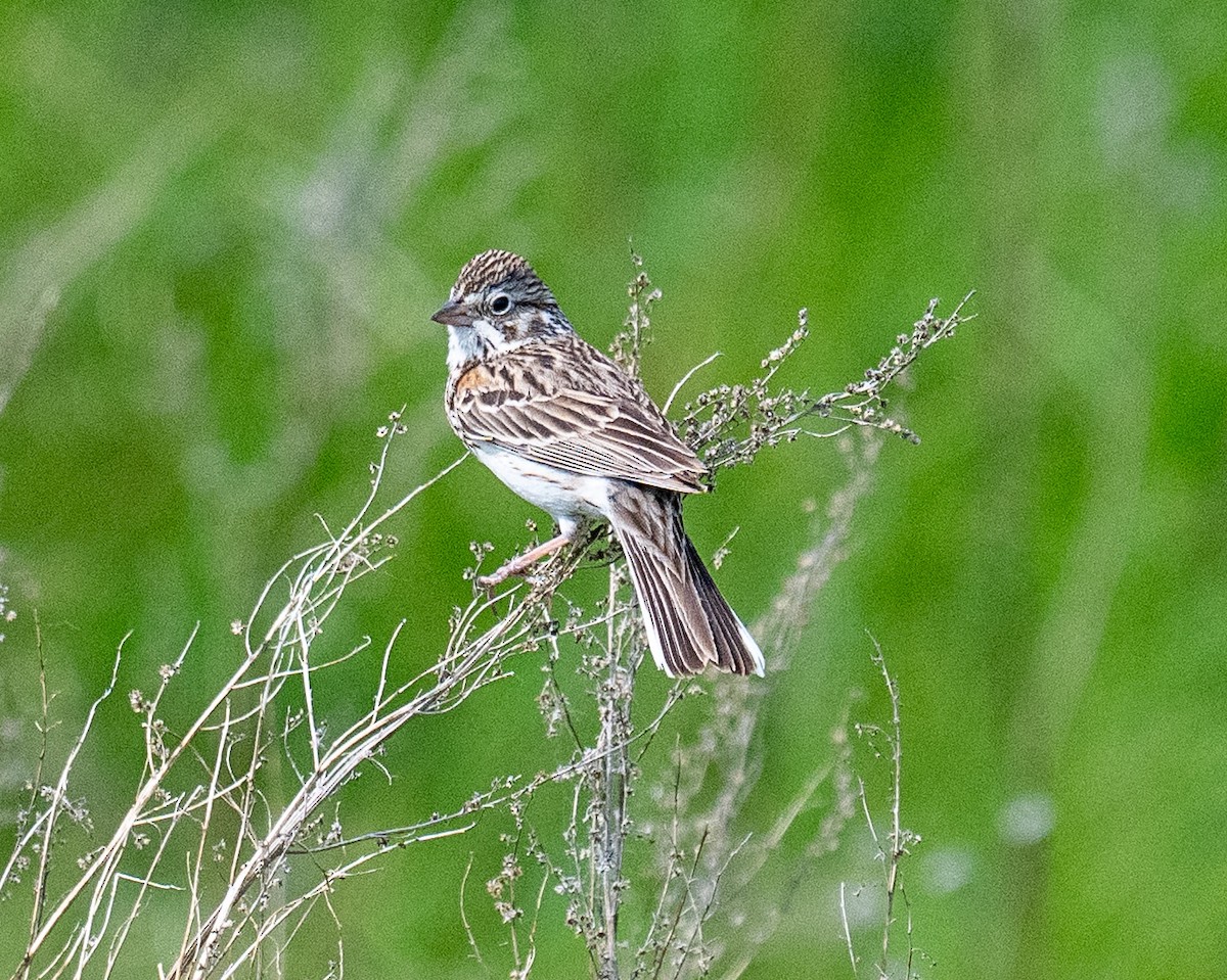 Vesper Sparrow - ML637172806
