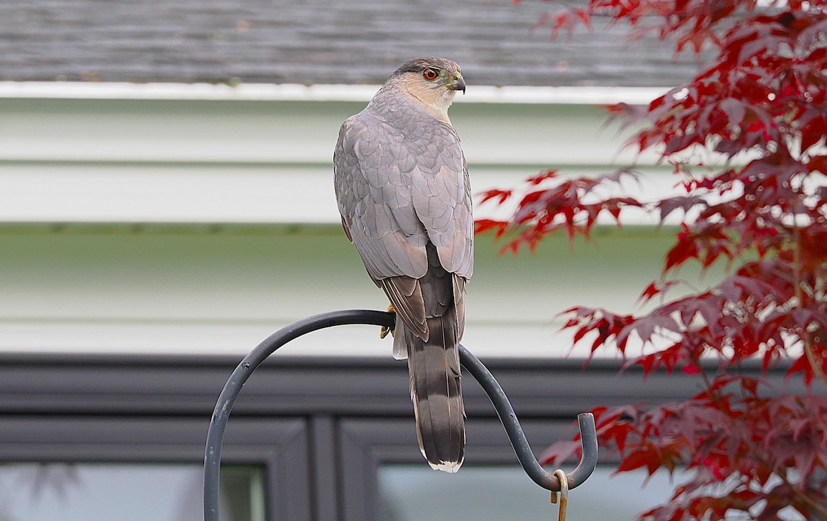 Cooper's Hawk - ML637172822