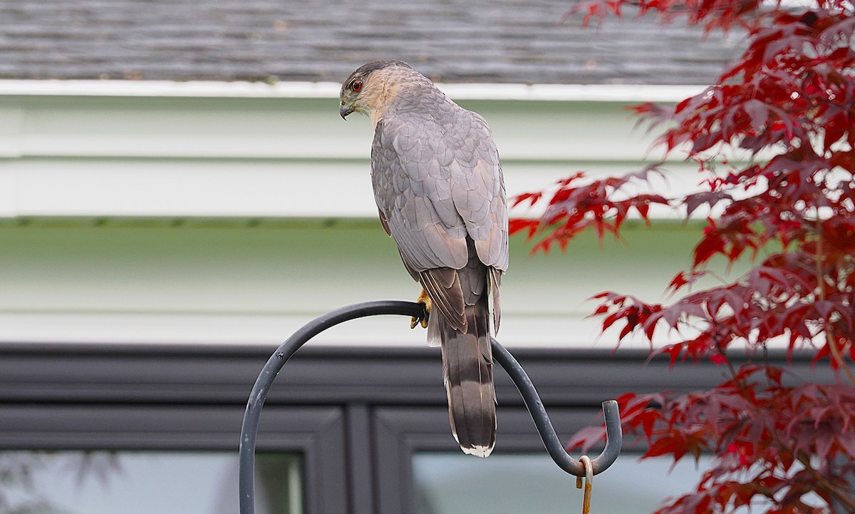 Cooper's Hawk - ML637172909