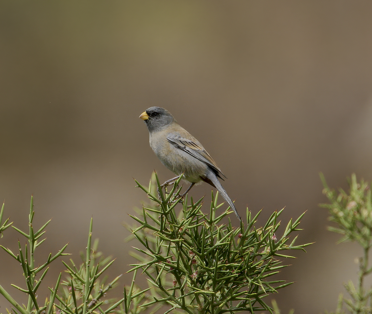 Band-tailed Seedeater - ML637173094