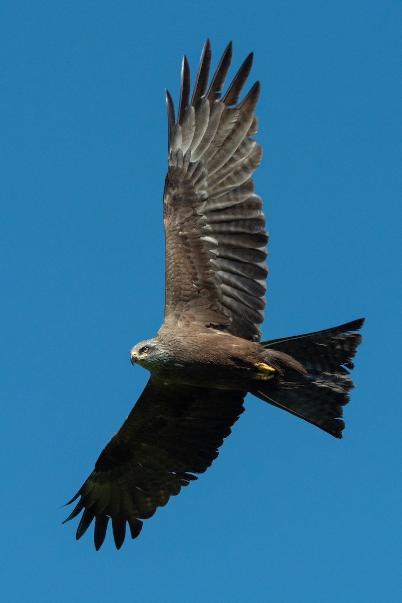 Black Kite - ML637173111